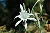 Pancratium maritimum Corsica 2008.jpg