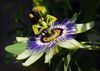 Passiflora caerulea (makro close-up).jpg