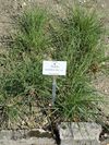 Phalaris coerulescens - Botanischer Garten München-Nymphenburg - DSC07896.JPG