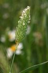 Phalaris minor.jpg