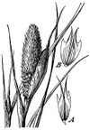 Phalaris paradoxa.jpg