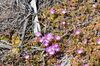 Pigface Disphyma crassifolium (8274152316).jpg