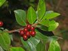 Rhamnaceae - Rhamnus alaternus - Alaterno.JPG