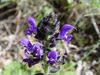 Salvia verbenaca b.JPG