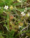 Saxifraga tridactylites3.jpg