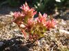 Sedum caespitosum.jpg