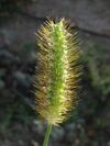 Setaria pumila 20141024.jpg