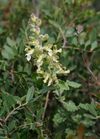 Teucrium flavum 2.jpg