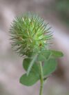 Trifolium lappaceum 1.JPG