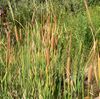 Typha domingensis 4.jpg