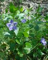 Vinca major ruderal habitus in Italy.jpg