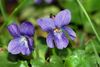 Viola odorata fg01.JPG