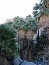 Washingtonia filifera.jpg