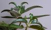 Zyworodka - Kalanchoe daigremontiana.JPG