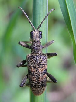 Rhagium mordax bialowieza forest beentree.jpg