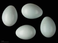 Monticola solitarius solitarius – MHNT