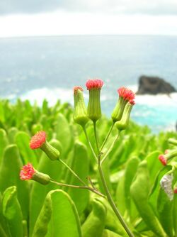 Starr 050405-5699 Emilia fosbergii.jpg