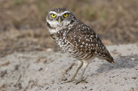 Burrowing owl.jpg