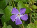 Apocynaceae - Vinca major-1.JPG