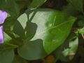 Apocynaceae - Vinca major.JPG