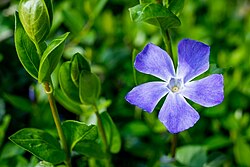 Purple flower of the Vinca major.jpg