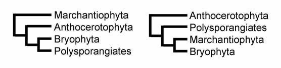 Two hypotheses on the phylogeny of land plants.