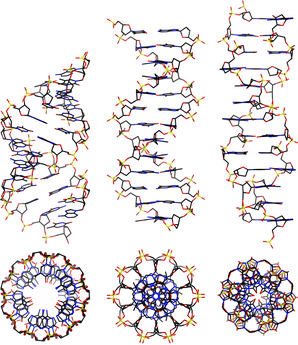 Different conformations of DNA illustrating molecular‑scale geometric organisation.[53]