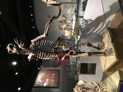 Short Faced Bear FMNH.jpg