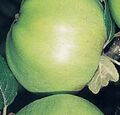 Apple 'Grenadier' - Cooking Apple (9655591940).jpg