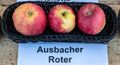 Ausbacher Roter jm55134.jpg