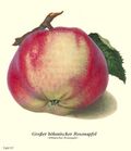 Böhmischer Rosenapfel.jpg