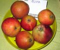 Clivia.jpg