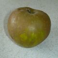 Egremont Russet Apple.jpg