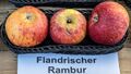 Flandrischer Rambur jm55168.jpg