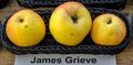 James Grieve jm55270.jpg