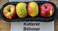 Kalterer Böhmer jm55271.jpg