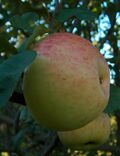 Malus Beauty-of-Wiltshire.jpg