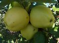 Malus Ginger-Gold.jpg