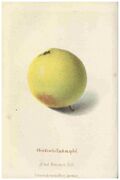 Pom.Mon.Hefte 1860 Oberdiecks Taubenapfel.jpg