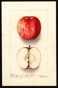 Pomological Watercolor POM00000518.jpg