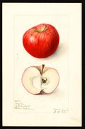 Pomological Watercolor POM00000645.jpg
