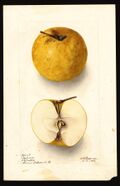 Pomological Watercolor POM00000672.jpg