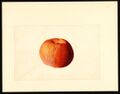 Pomological Watercolor POM00000923.jpg