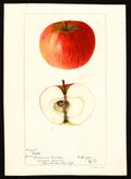 Pomological Watercolor POM00002318.jpg