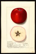 Pomological Watercolor POM00002524.jpg