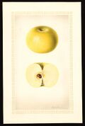 Pomological Watercolor POM00002930.jpg
