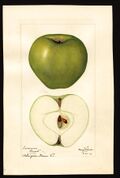 Pomological Watercolor POM00003303.jpg