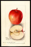 Pomological Watercolor POM00003632.jpg