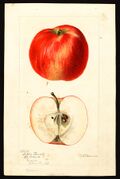 Pomological Watercolor POM00003686.jpg