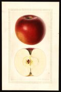 Pomological Watercolor POM00003712.jpg